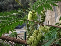 Alcantara gole
